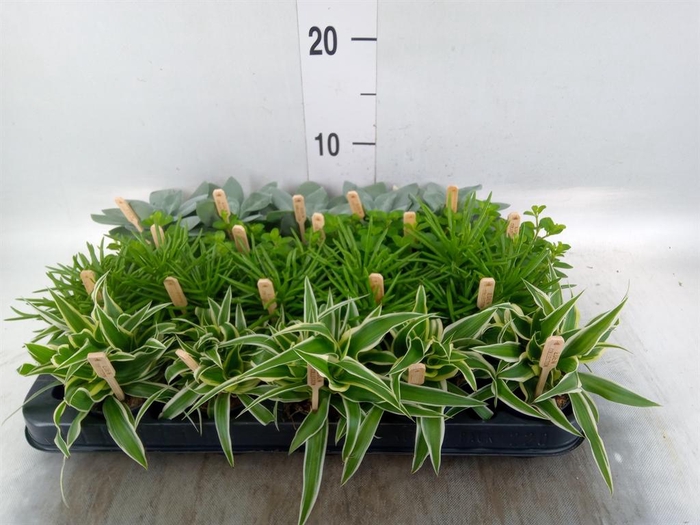 <h4>Planten  ..mix</h4>