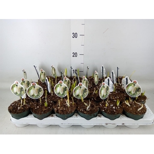 Fritillaria meleagris