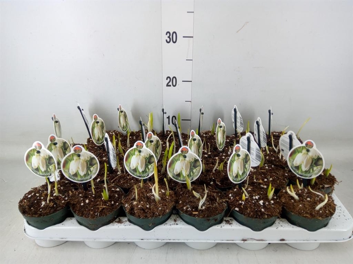 <h4>Fritillaria meleagris</h4>