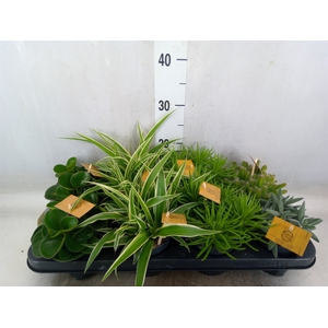 Planten  ..mix
