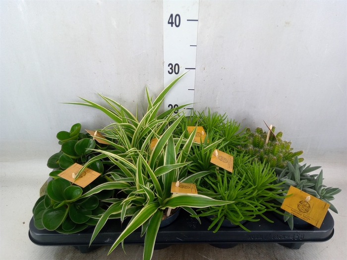<h4>Planten  ..mix</h4>