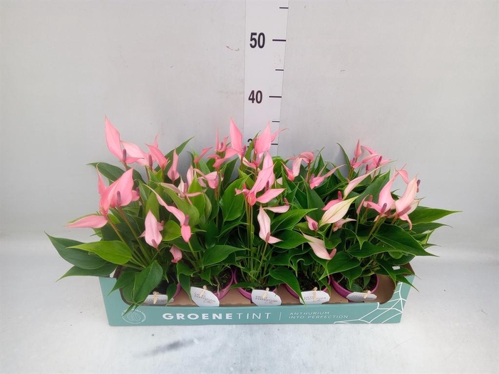 <h4>Anthurium andr. 'Lilli'</h4>