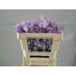 LATHYRUS LAVENDEL