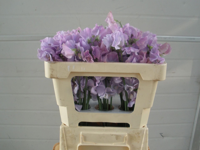 <h4>LATHYRUS LAVENDEL</h4>