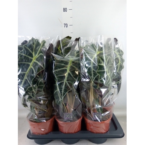 Alocasia amazonica 'Polly'