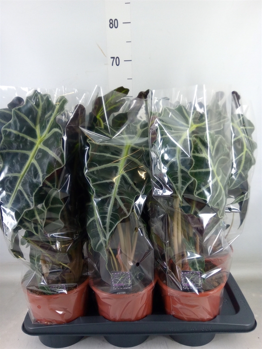 <h4>Alocasia amazonica 'Polly'</h4>
