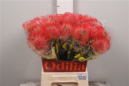 <h4>Leuco Ayoba Pink Guava</h4>