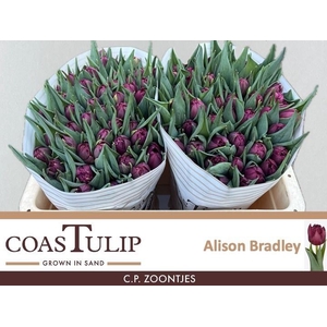 Tu Du Alison Bradley