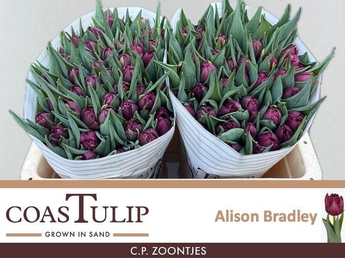 <h4>Tu Du Alison Bradley</h4>