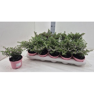 CUPH HYSSOPIFOLIA