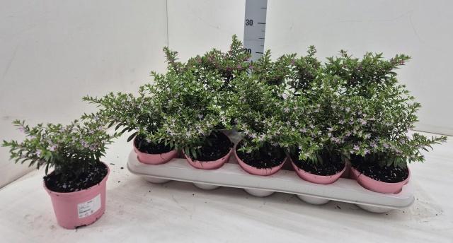 <h4>CUPH HYSSOPIFOLIA</h4>