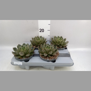 Echeveria   ...not flowering
