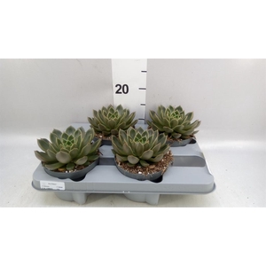 Echeveria   ...not flowering