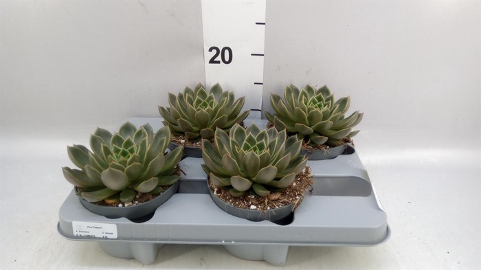<h4>Echeveria   ...not flowering</h4>
