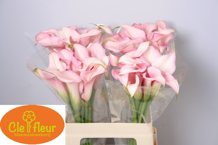 <h4>ZANT PINK DESIGN</h4>