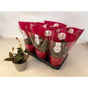 Lud Gemengd 3-4 Bloem