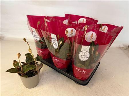 <h4>Lud Gemengd 3-4 Bloem</h4>