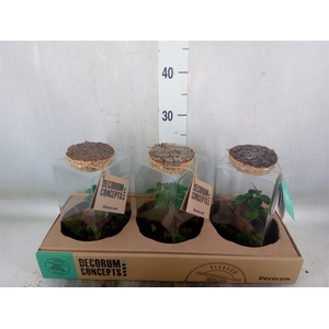 Arr.   Kamerplant Groen H%