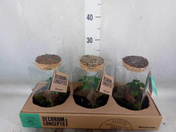 <h4>Arr.   Kamerplant Groen H%</h4>