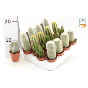 CACTUS GEM