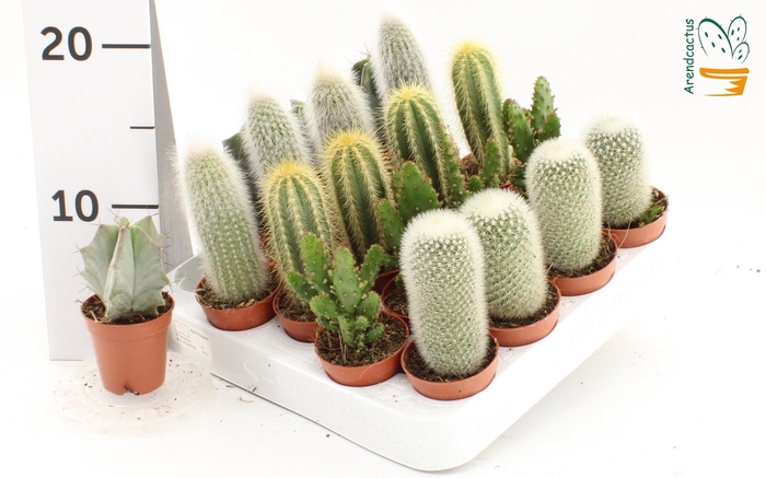 <h4>CACTUS GEM</h4>
