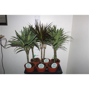 Kamerpl Gem Gr 4 Srt