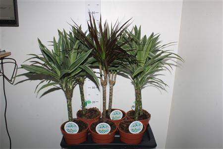 <h4>Kamerpl Gem Gr 4 Srt</h4>