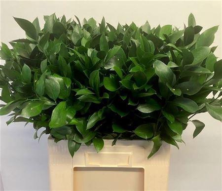 <h4>Ruscus Hypophyllum</h4>