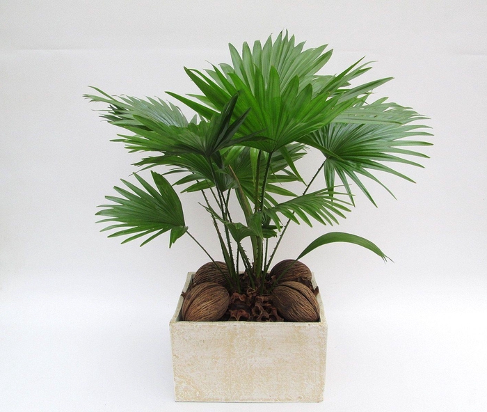 <h4>Livistona in Luna</h4>