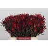 Leucadendron Blush Spray