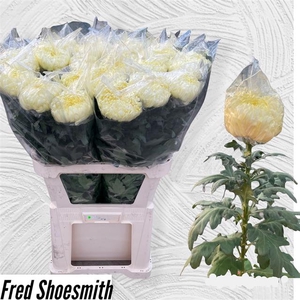 CHR G FR SHOESMITH