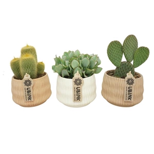 Cactus + succulente mélangé