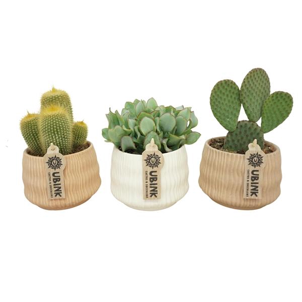 <h4>Cactus + succulente mélangé</h4>