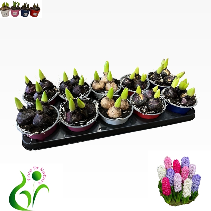 <h4>HYACIN GEM 4 KL</h4>