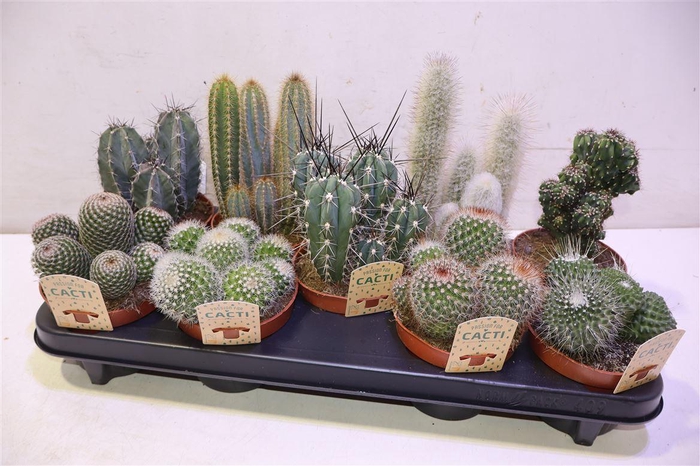 <h4>arr8 Cactus Gem</h4>