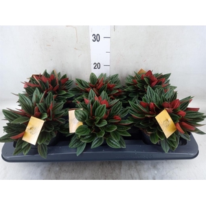 Peperomia caperata 'Rosso'