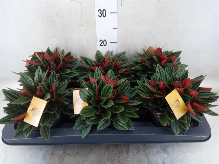<h4>Peperomia caperata 'Rosso'</h4>