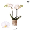 Kolibri Orchids Phalaenopsis Sweden 2 spike
