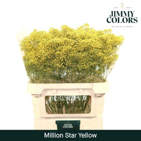 <h4>Gyps Million Star L80 Yellow</h4>