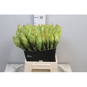 Leucad Procerum