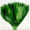 Aspidistra Italia 70cm