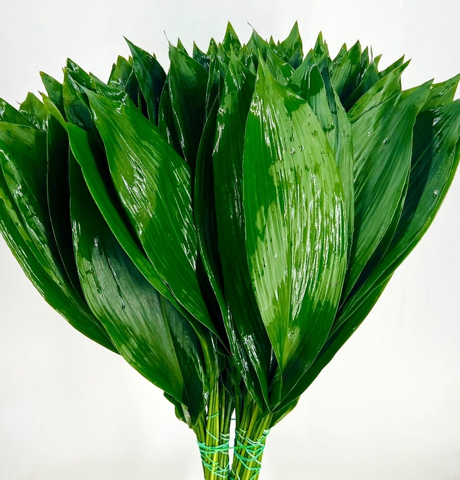 Aspidistra Italia 70cm