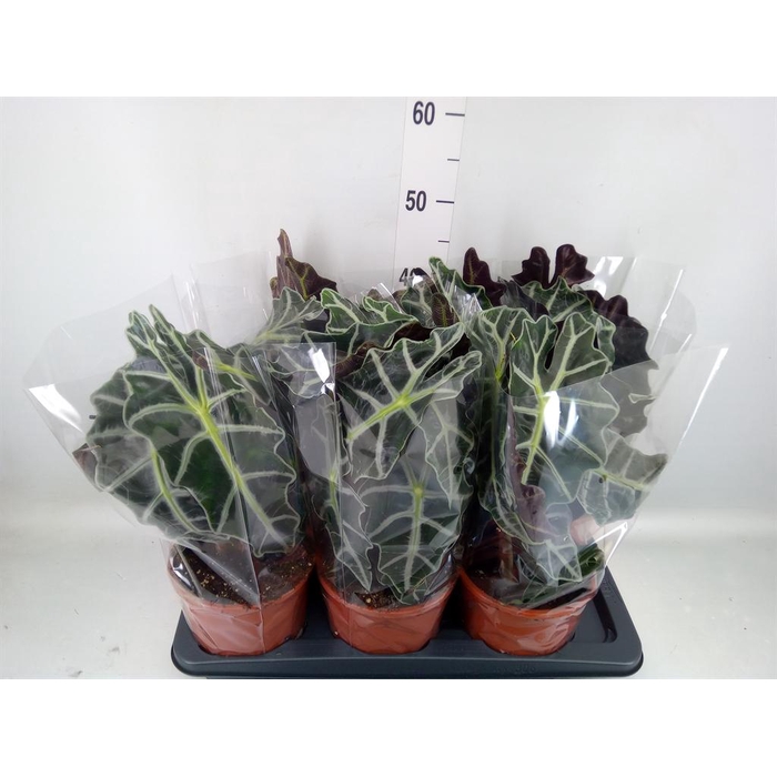 <h4>Alocasia amazonica 'Polly'</h4>
