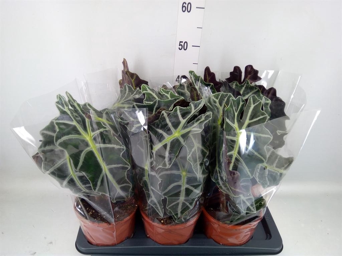 <h4>Alocasia amazonica 'Polly'</h4>