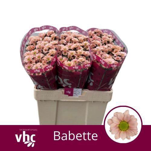 <h4>CHR SAN BABETTE</h4>