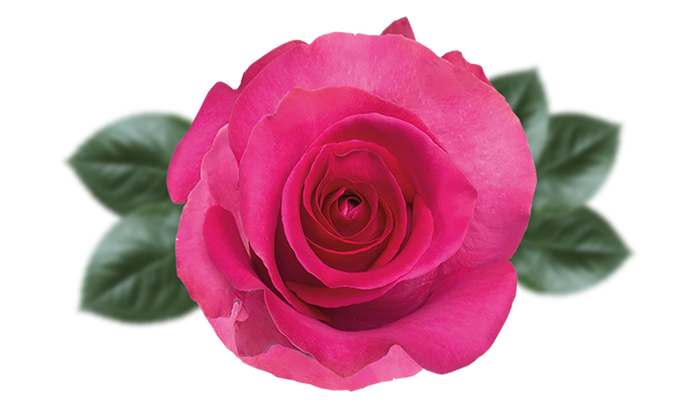 <h4>R GR TOPAZ Naranjo</h4>