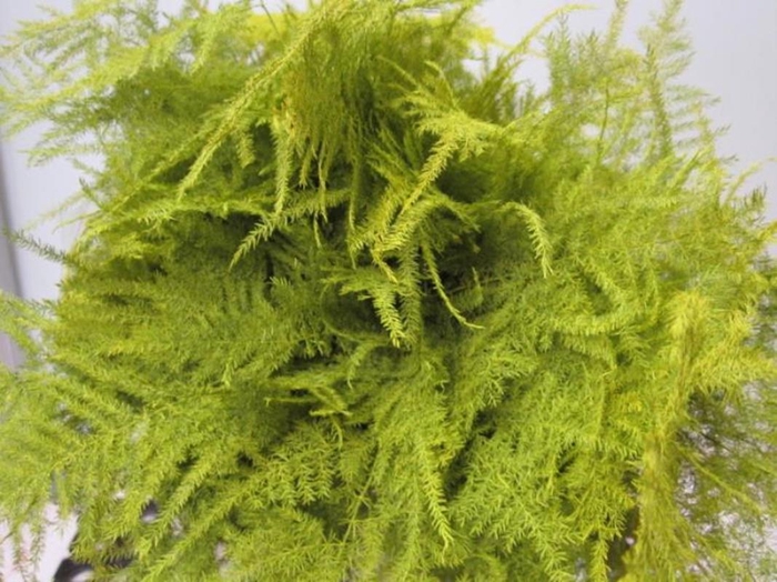 <h4>Asp 1e Veer Geel</h4>