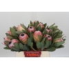 Protea Susara