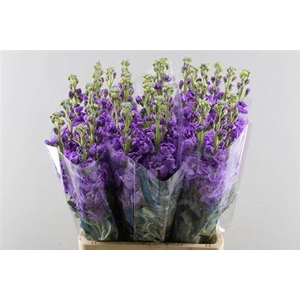 MATTH IRON BLUE (BLAUW)