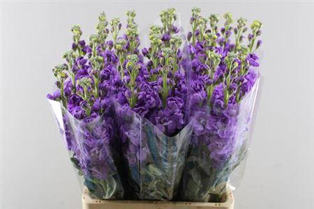 <h4>MATTH IRON BLUE (BLAUW)</h4>